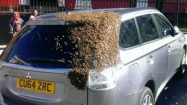 زنبور های ماشین دوست